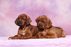 Rhodesian Ridgeback puppies