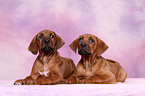 Rhodesian Ridgeback puppies