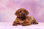 Rhodesian Ridgeback puppy