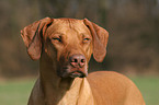 Rhodesian Ridgeback Portrait