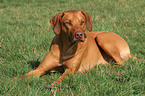 lying Rhodesian Ridgeback