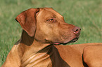 Rhodesian Ridgeback Portrait