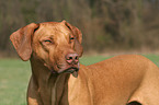 Rhodesian Ridgeback Portrait