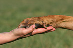 Rhodesian Ridgeback shows trick