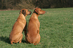 sitting Rhodesian Ridgebacks