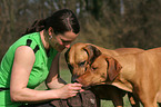 woman feeds Rhodesian Ridgebacks