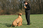 woman feeds Rhodesian Ridgebacks