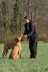 woman with Rhodesian Ridgebacks