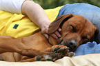 sleeping Rhodesian Ridgeback