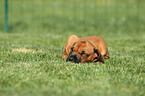 Rhodesian Ridgeback Puppy