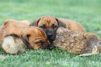 Rhodesian Ridgeback Puppies