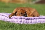 Rhodesian Ridgeback Puppy