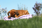 Rhodesian Ridgeback Puppy