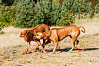 playing Rhodesian Ridgebacks