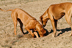 digging Rhodesian Ridgeback