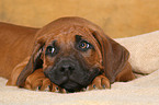 Rhodesian Ridgeback Puppy