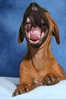 Rhodesian Ridgeback Puppy