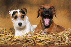 Rhodesian Ridgeback Puppy and Jack Russell Terrier