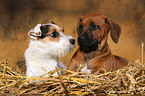 Rhodesian Ridgeback Puppy and Jack Russell Terrier