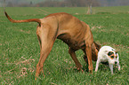 2 dogs