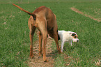 2 dogs