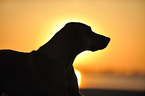 Rhodesian Ridgeback Portrait