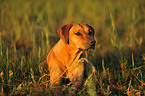 lying Rhodesian Ridgeback