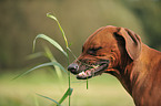 Rhodesian Ridgeback Portrait