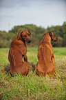 sitting Rhodesian Ridgebacks