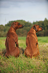 sitting Rhodesian Ridgebacks