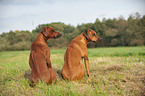 sitting Rhodesian Ridgebacks