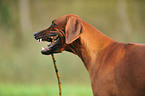 Rhodesian Ridgeback Portrait