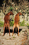 Rhodesian Ridgebacks