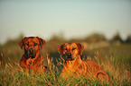 Rhodesian Ridgebacks