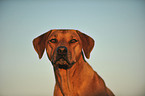 Rhodesian Ridgeback Portrait