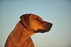 Rhodesian Ridgeback Portrait