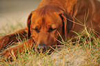 sleeping Rhodesian Ridgeback