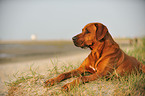 lying Rhodesian Ridgeback