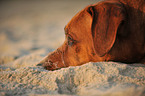 Rhodesian Ridgeback Portrait