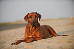 lying Rhodesian Ridgeback