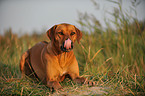 lying Rhodesian Ridgeback