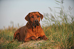 lying Rhodesian Ridgeback