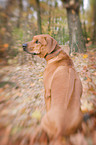 sitting Rhodesian Ridgeback