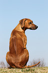 sitting Rhodesian Ridgeback