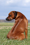 sitting Rhodesian Ridgeback