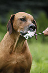 Rhodesian Ridgeback eats curd