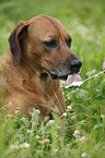 Rhodesian Ridgeback eats curd