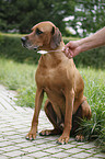 Rhodesian Ridgeback eats curd