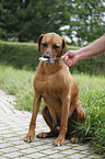 Rhodesian Ridgeback eats curd