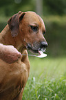 Rhodesian Ridgeback eats curd